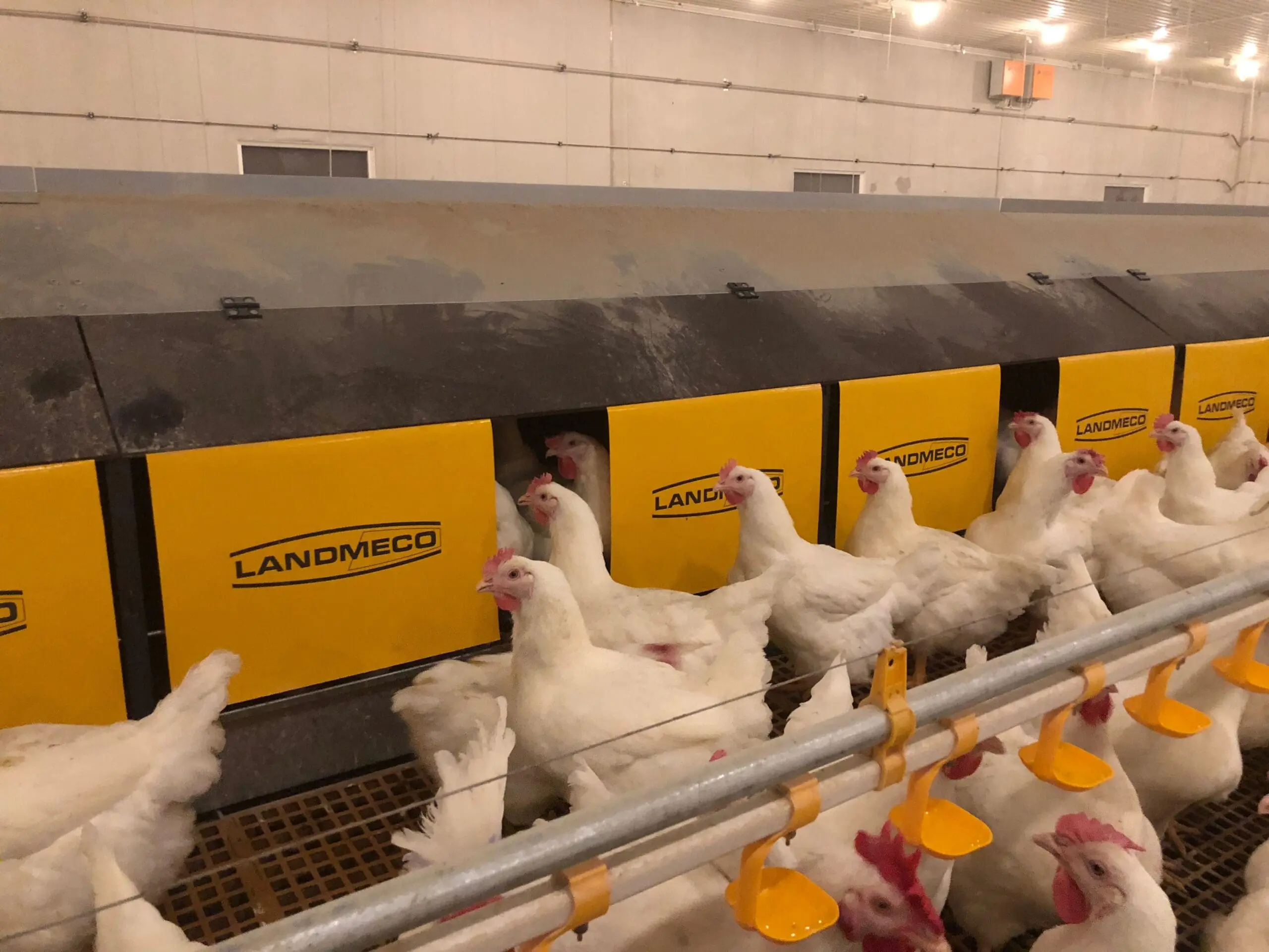 Hvide avlshøner ved LANDMECOs centraliserede redesystem til forældredyr.