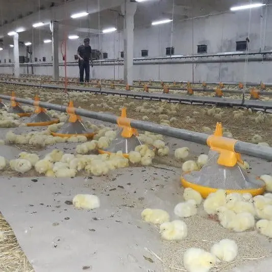 Day-old chicks feeding from LANDMECO Kick-off pans in a modern broiler facility.