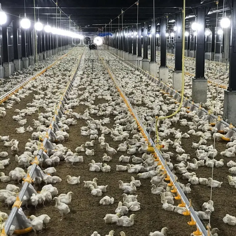 White broiler chicks in a large poultry house with LANDMECO automated pan feeding and drinking systems.
