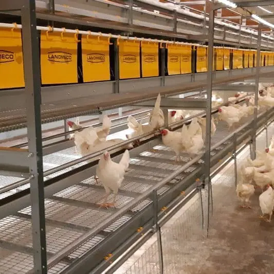 White hens in a LANDMECO multi-tier aviary system for cage-free egg production.