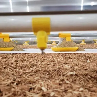 Close-up of LANDMECO nipple drinker and yellow Kick-off feed pans on wood shavings in a broiler house.