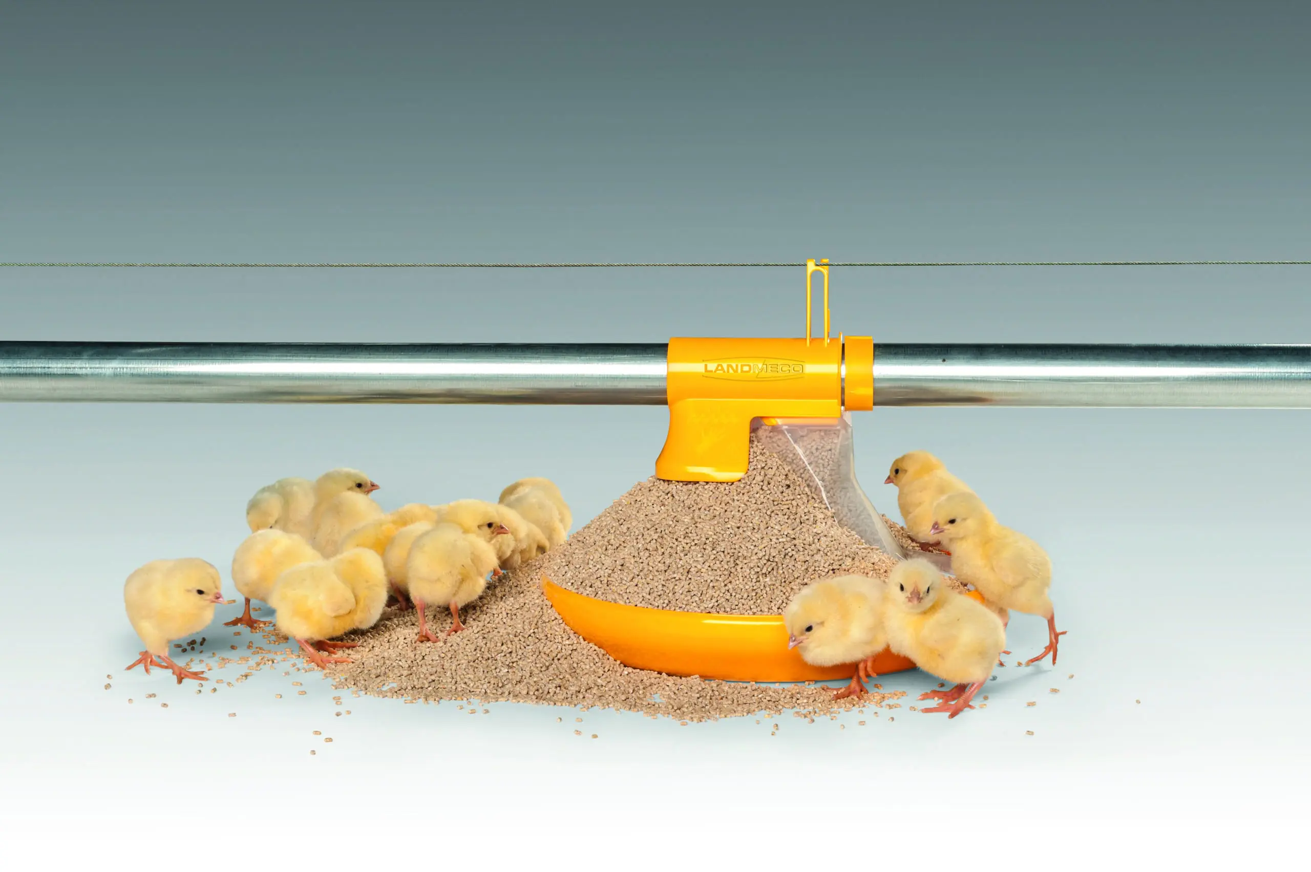 Yellow broiler chicks eating from a LANDMECO Kick-off 330° pan feeding system with automatic 330-degree feed overflow.