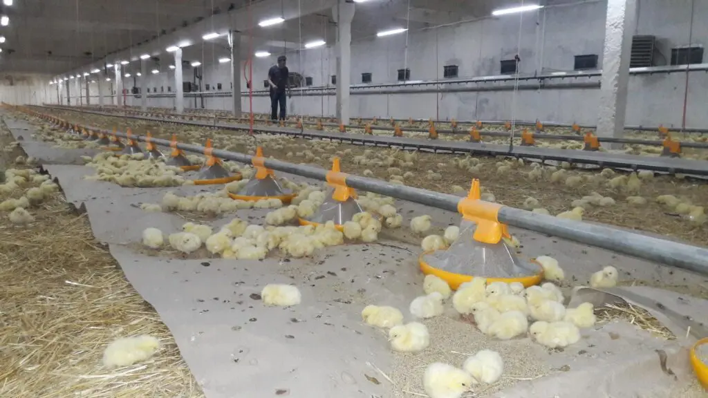 Young broiler chicks feeding from the LANDMECO Kick-off pan feeding system in a poultry house.