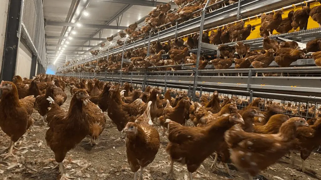 Brown hens in a multi-tier LANDMECO aviary system designed for efficient cage-free egg production and animal welfare.