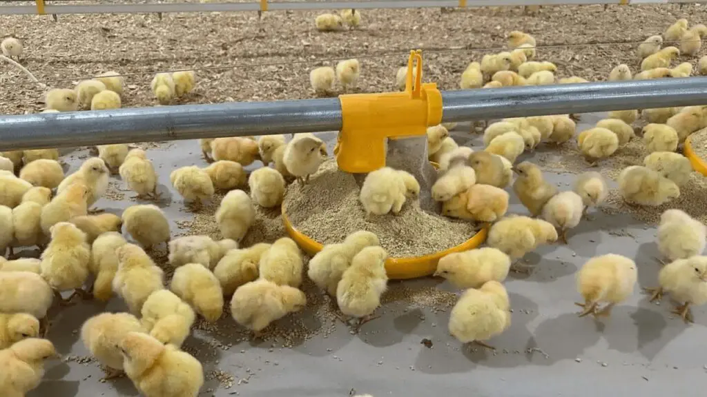 Day-old chicks eating from a LANDMECO Kick-off yellow pan feeder in a professional broiler house.