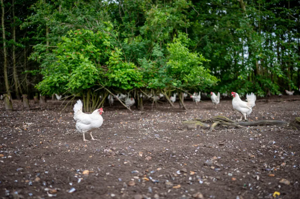 White free-range chickens foraging in an outdoor environment with trees and shrubs at a poultry farm.