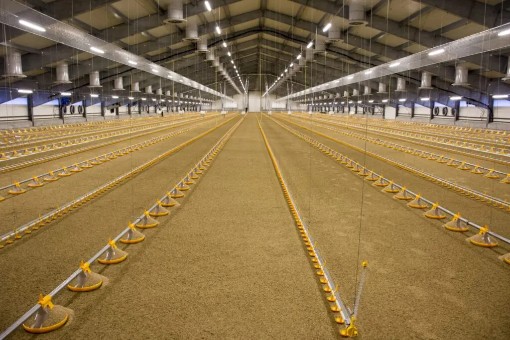 Interior of a broiler house featuring LANDMECO's automated pan feeding and drinking systems.