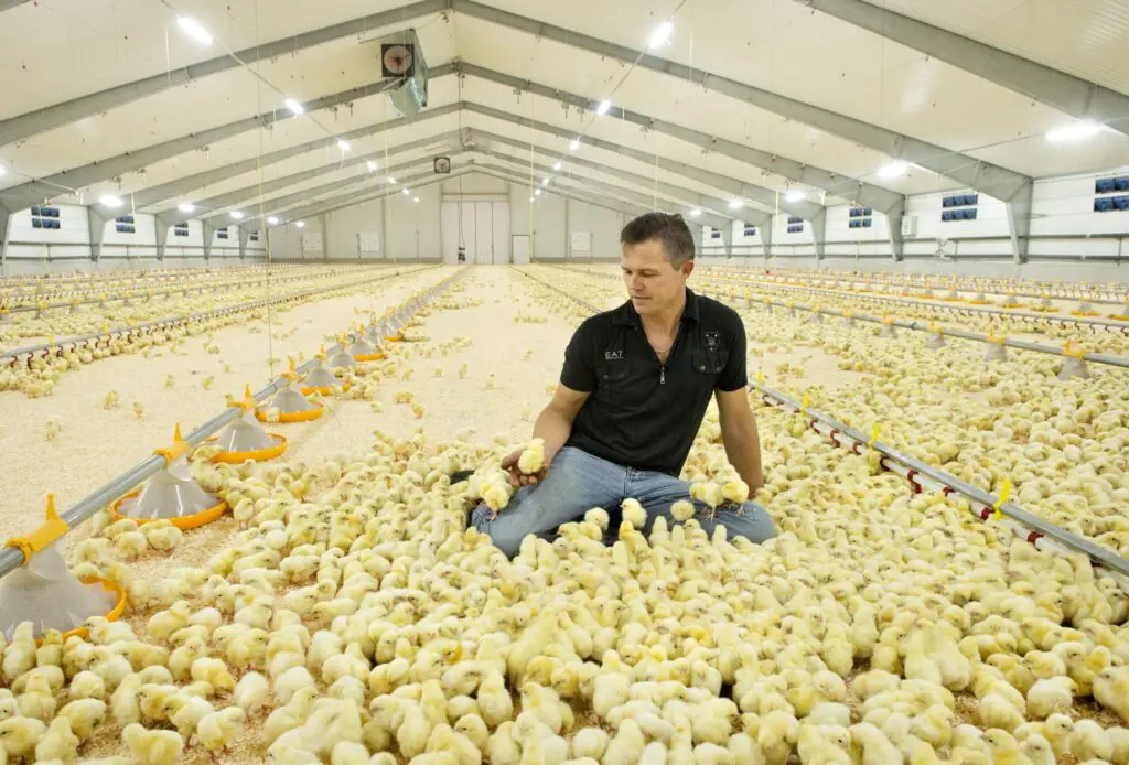 Producer inspecting day-old broiler chicks in a house with LANDMECO automated feeding and drinking systems.