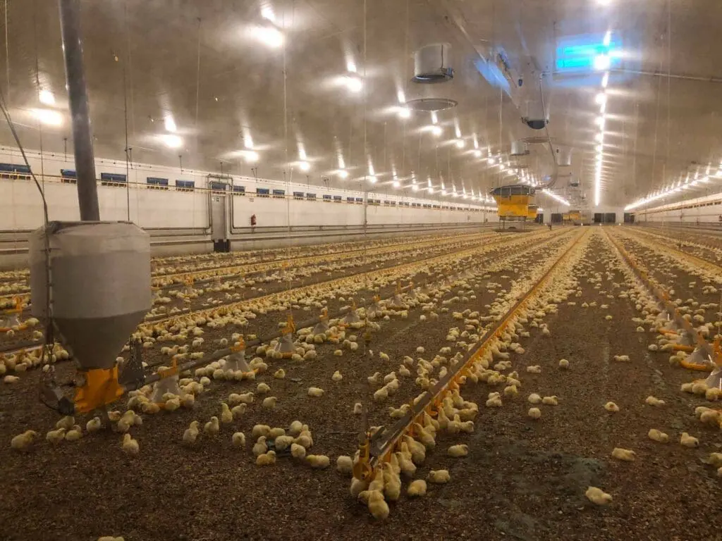 Large poultry house with yellow Kick-off pan feeders, drinking lines, and day-old broiler chicks on bedding.