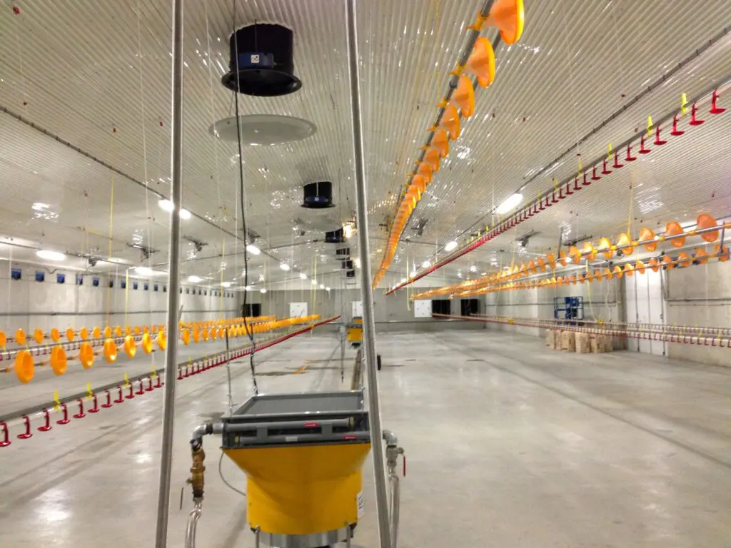 LANDMECO poultry feeding pans, drinking lines, and ventilation systems in a clean, modern broiler house.
