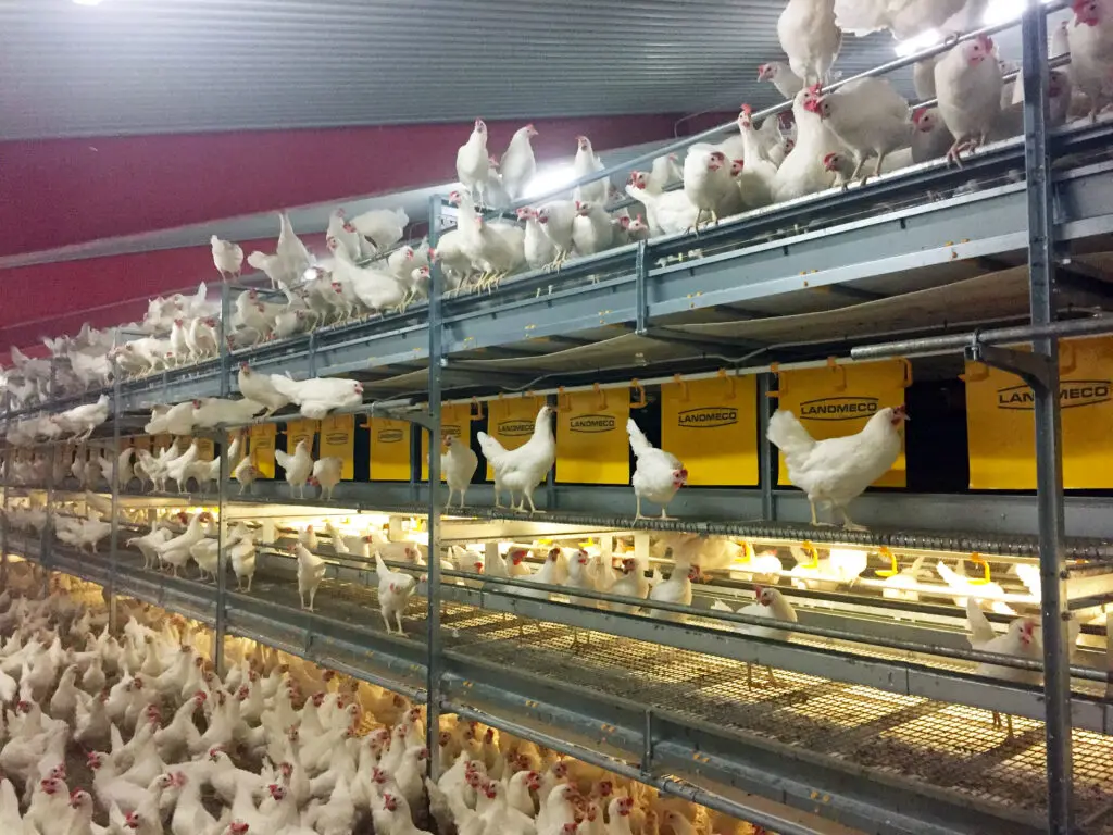 White hens in a LANDMECO Aviary System Xtra multi-tier layer housing system with yellow nest curtains.
