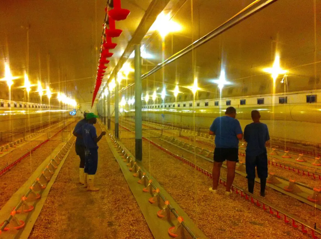 Personnel inspecting a poultry house with LANDMECO automated broiler feeding and drinking systems.