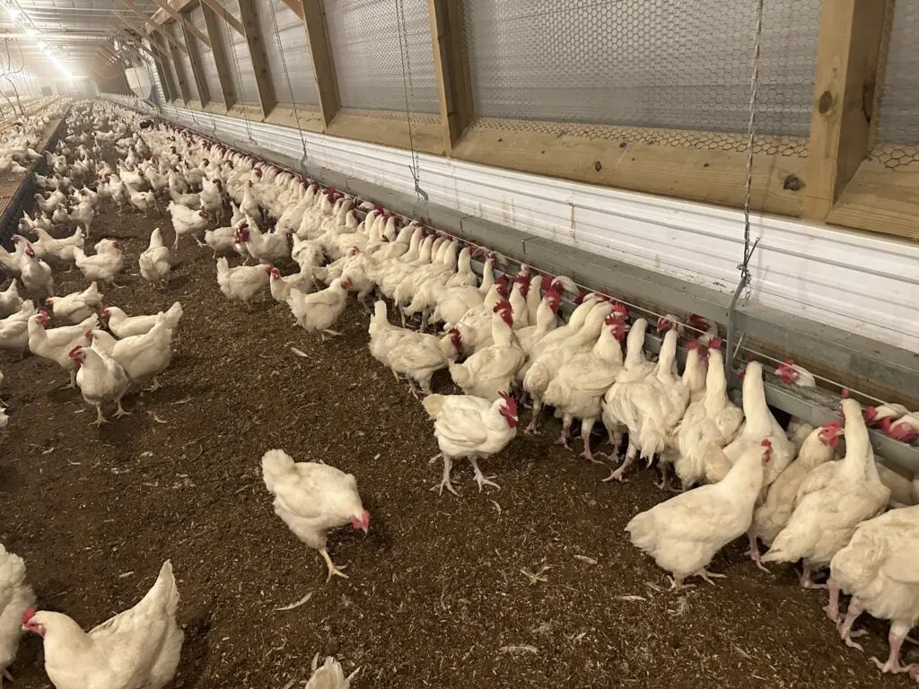 White chickens feeding from an automated LANDMECO poultry feeding line in a modern, clean production facility.
