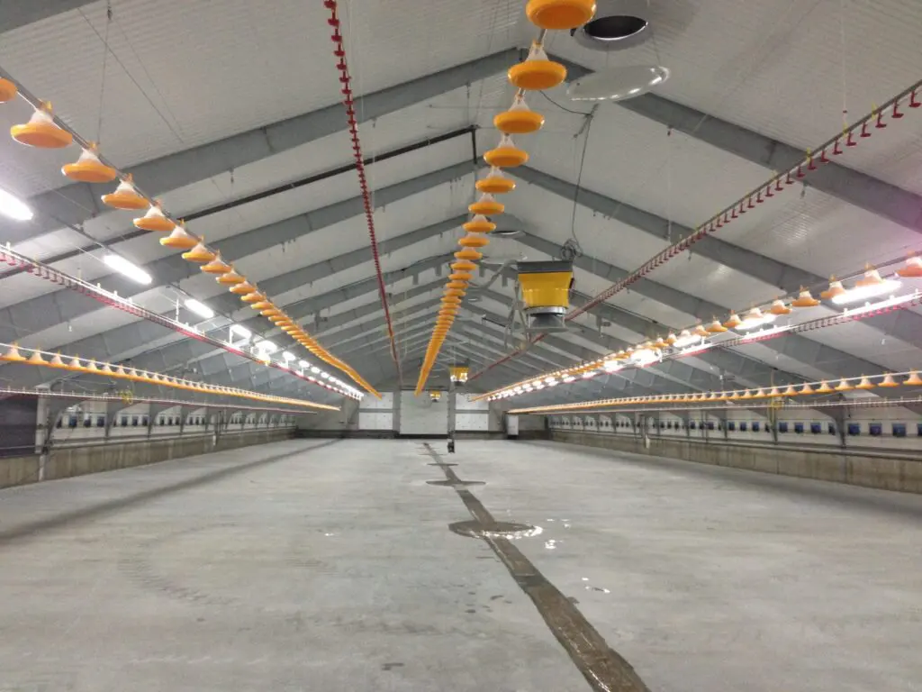 Modern poultry house with LANDMECO broiler feeding pans and nipple drinking lines for efficient farm management.