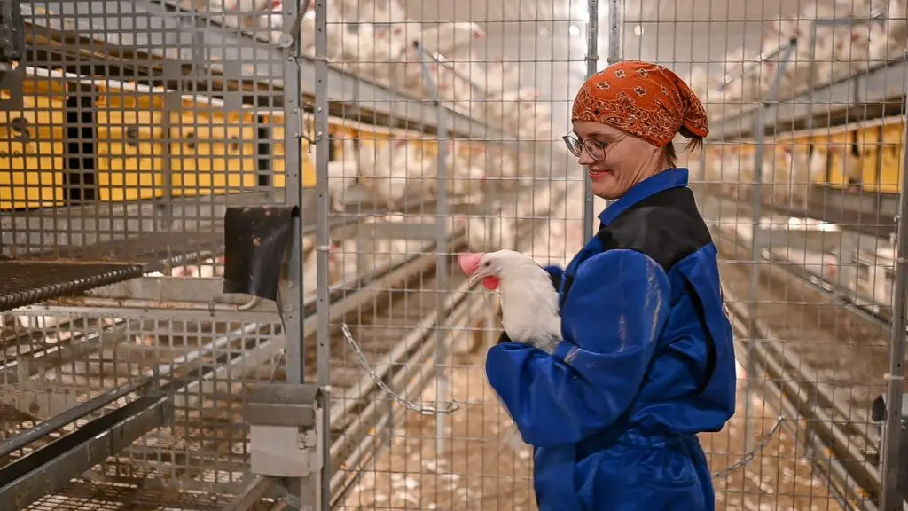 Female producer holding a white hen inside a LANDMECO aviary system designed for layer management and welfare.
