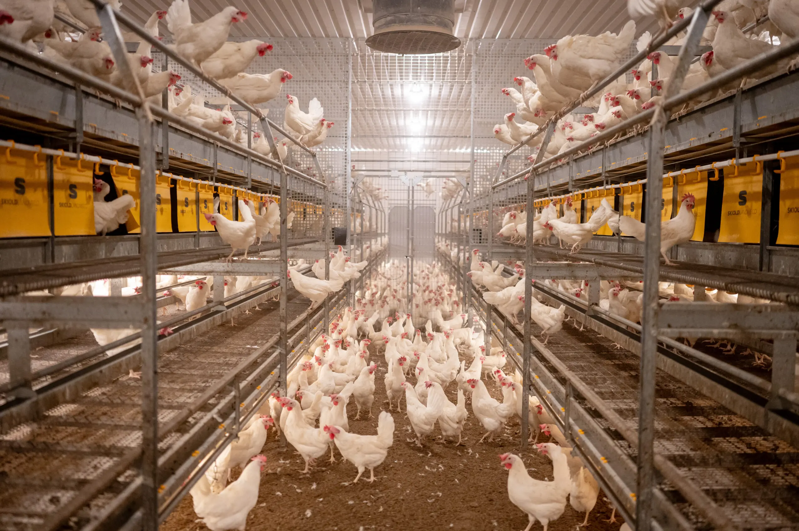 White laying hens in a multi-tier LANDMECO Combo aviary system designed for welfare and egg handling.