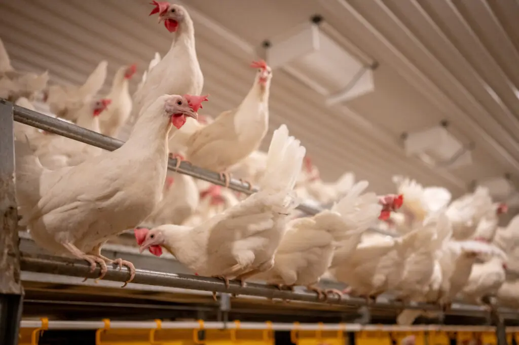 White chickens perched on LANDMECO poultry feeding equipment and aviary tier systems in a modern poultry house.
