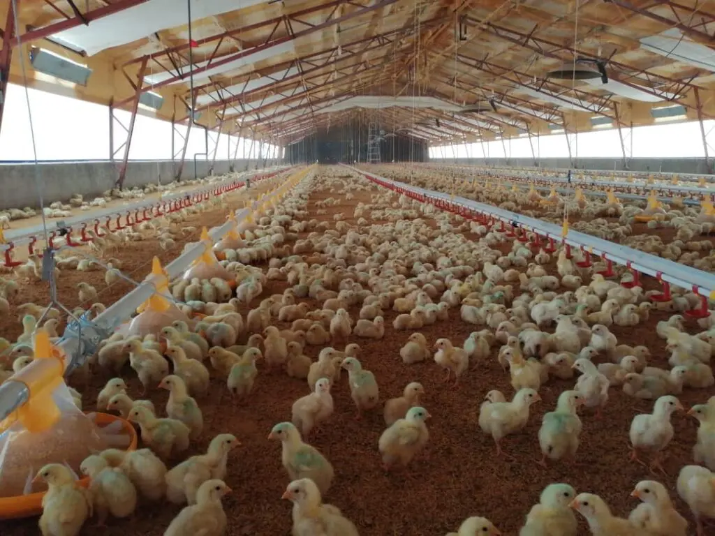 Thousands of chicks in a poultry house with LANDMECO pan feeders and automated drinking systems.