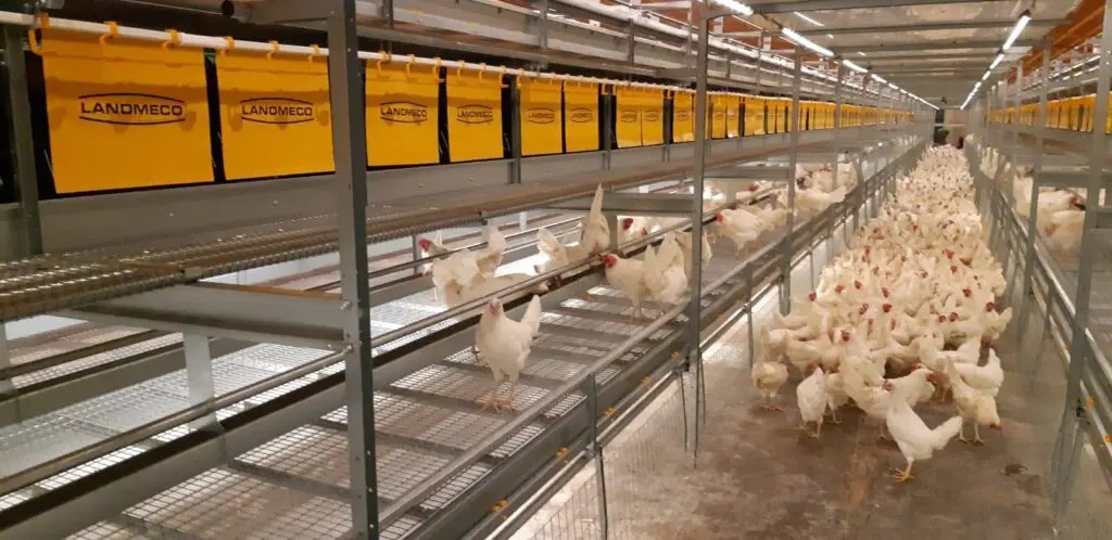 White chickens in a LANDMECO multi-tier aviary system with yellow nesting curtains for cage-free egg production.