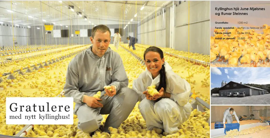 Poultry producers in a 1250m2 broiler house with day-old chicks and LANDMECO automated feeding systems.