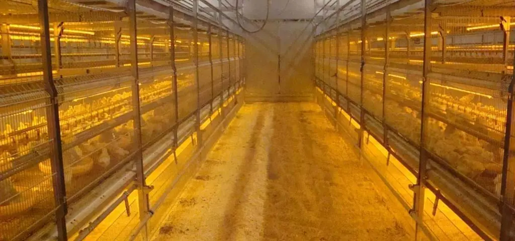 Automated LANDMECO multi-tier rearing system for pullets with chicks in a climate-controlled poultry house.