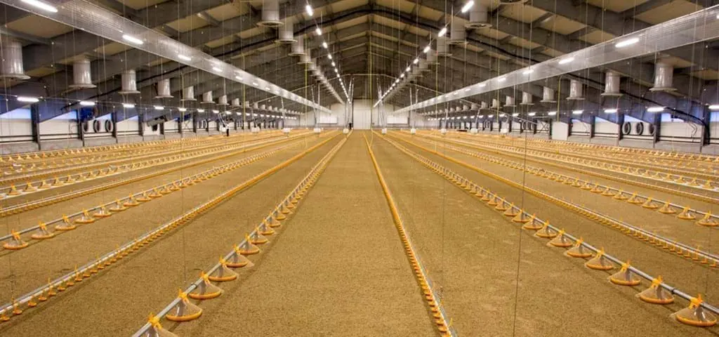 Interior view of a large broiler house featuring LANDMECO's yellow pan feeders and automated drinking lines.