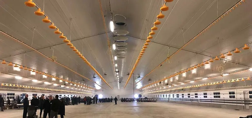 Interior of a modern poultry house featuring LANDMECO automated pan feeding and drinking systems for broiler production.