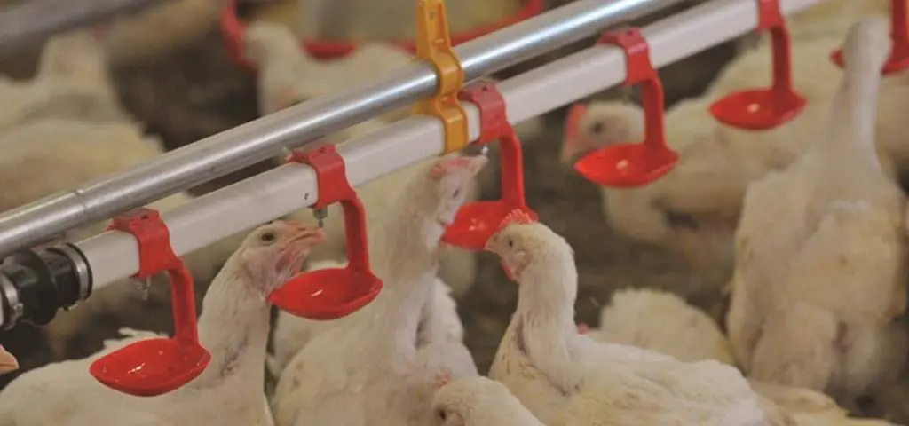 White broiler chickens drinking from an automated nipple watering system with red drip cups in a poultry house.