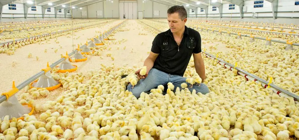 Poultry producer with broiler chicks in a house featuring LANDMECO's automated pan feeding and drinking systems.