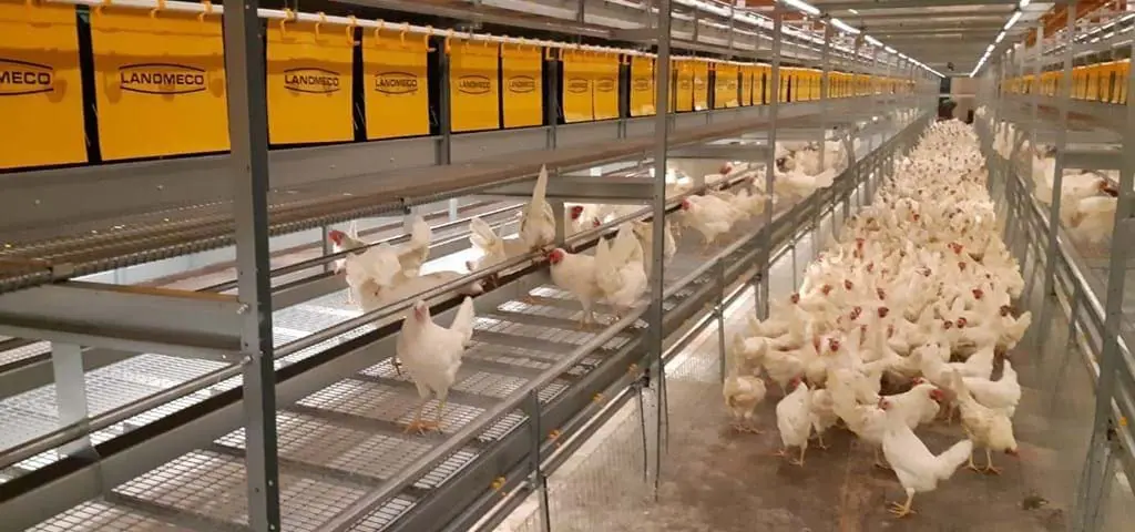 White layers in a multi-tier LANDMECO aviary system with yellow nesting units and wire flooring.