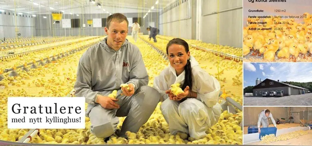 Producers Runar and June with day-old chicks in a LANDMECO automated broiler house featuring pan feeding systems.
