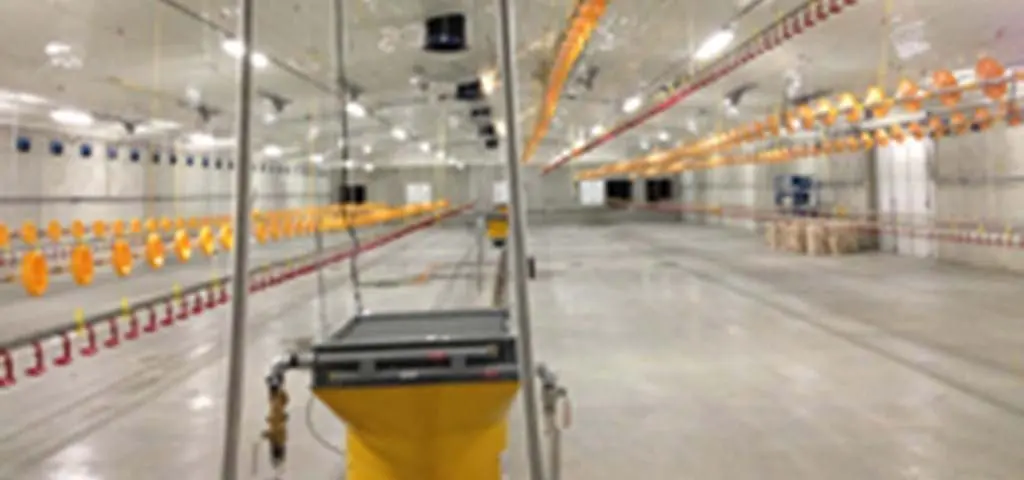 Modern broiler house featuring yellow pan feeding lines and automated drinking systems by LANDMECO.
