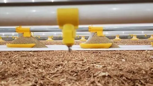 LANDMECO yellow pan feeding system and nipple drinker for broiler chicks on wood shaving litter.