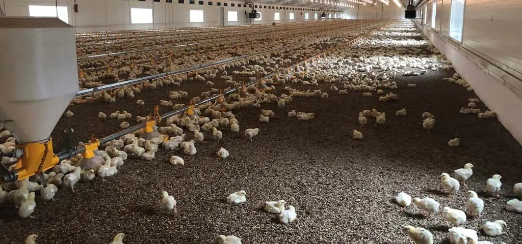 LANDMECO broiler feeding system with yellow pans and drinking lines in a modern poultry house with young chicks.
