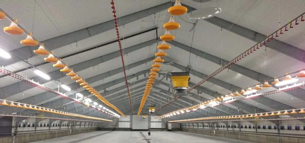 Interior of a poultry house with LANDMECO yellow pan feeders and red nipple drinking lines for broiler production.