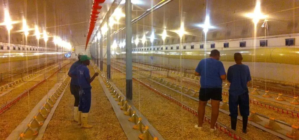 Personnel inspecting a LANDMECO broiler house with automated pan feeding and drinking systems for optimal bird management.