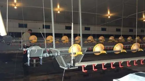 Automated LANDMECO pan feeding and drinking systems in a modern broiler house with a technician performing maintenance.