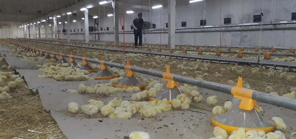 Day-old chicks eating from LANDMECO Kick-off pan feeding system in a large-scale poultry house with straw bedding.