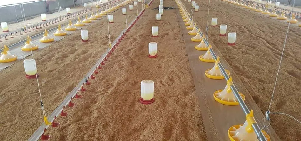 LANDMECO automated broiler pan feeding lines and chick starters in a poultry house for efficient early feeding.