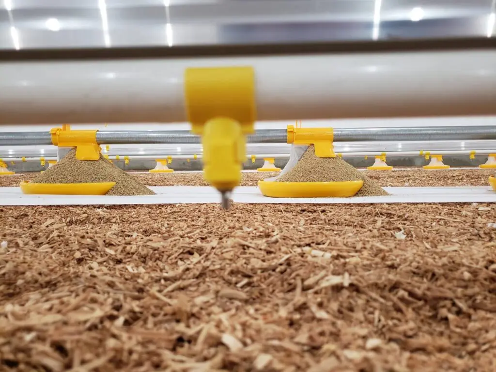 LANDMECO yellow pan feeders and nipple drinking systems inside a broiler house with wood shavings.