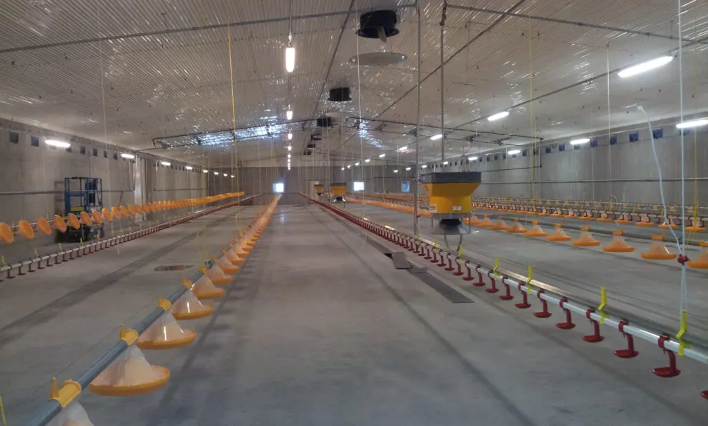 Interior of a broiler house featuring energy-efficient chicken heaters, yellow pan feeders, and poultry drinking systems.