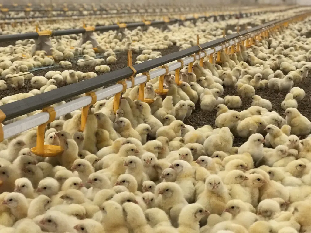 Broiler chicks drinking from a LANDMECO automatic nipple watering system in a modern, automated poultry house.