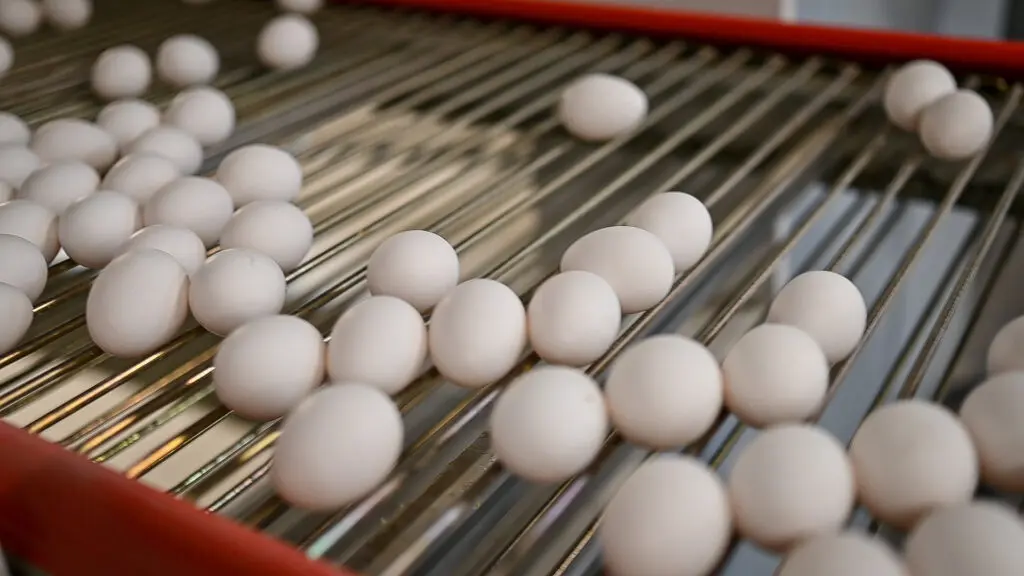 White eggs moving on a stainless steel rod conveyor belt in an automated LANDMECO egg collection system.