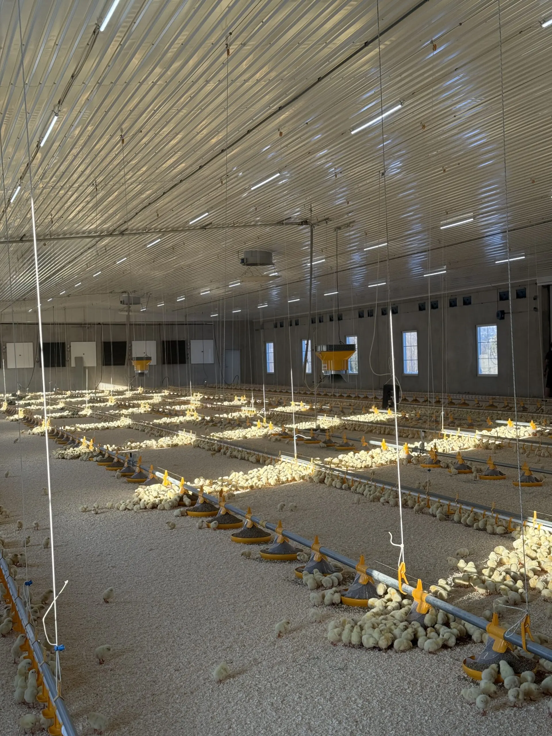 Landmeco Kick-off 330 pan feeding system and Ross 308 chicks inside the modern poultry house at Berg Lille Farm, Norway.