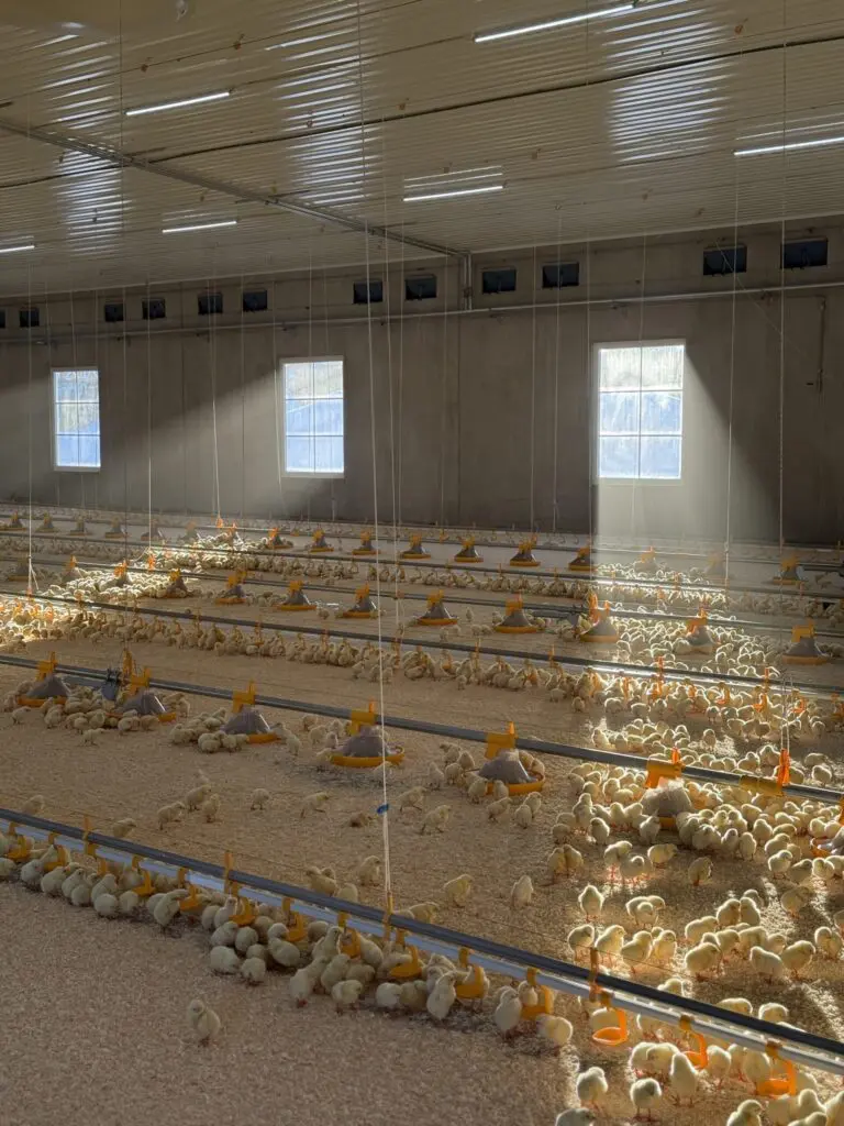Day-old chicks in a broiler house using Landmeco Kick-off 330 pan feeding and drinking systems at Berg Lille Farm, Norway.
