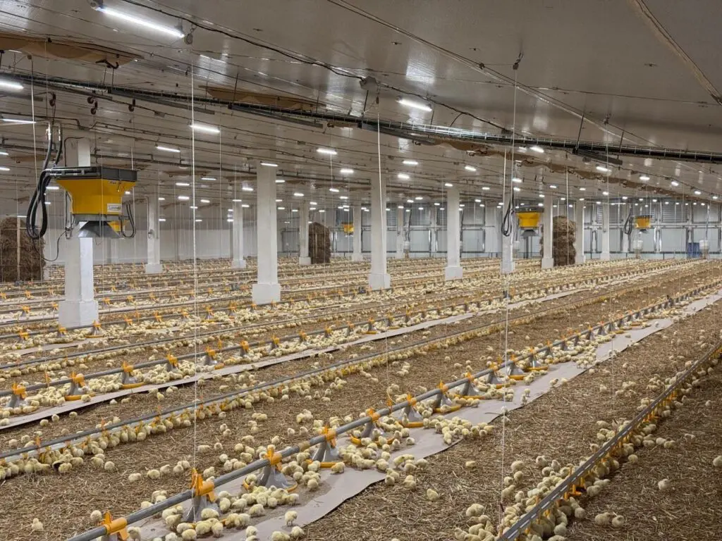 Thousands of chicks in a broiler house with LANDMECO Kick-off 330 feeding and drinking lines in Chmielnicki, Ukraine.