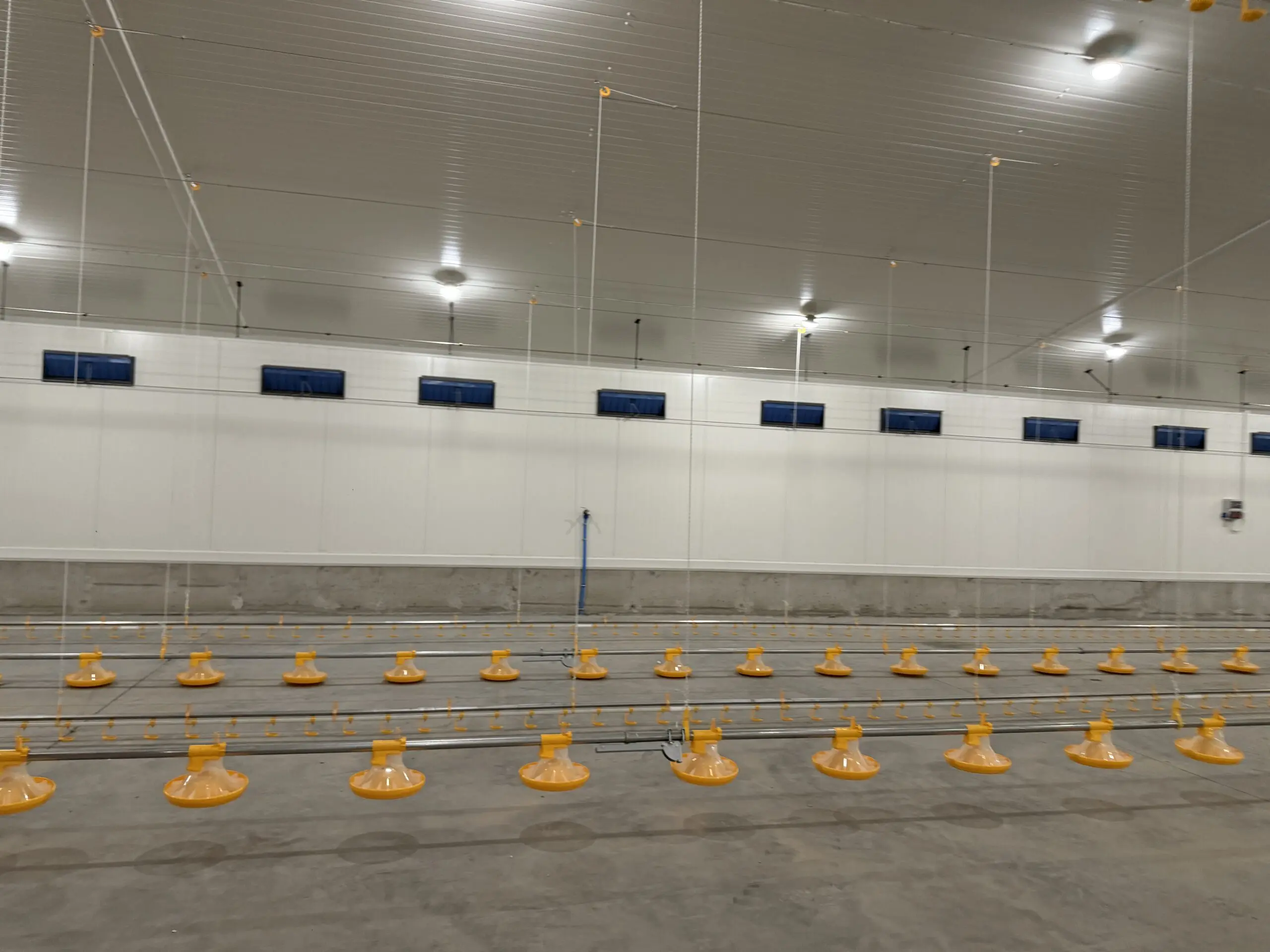 LANDMECO Kick-off 330 pan feeders and drinking lines inside a modern Polish broiler house.