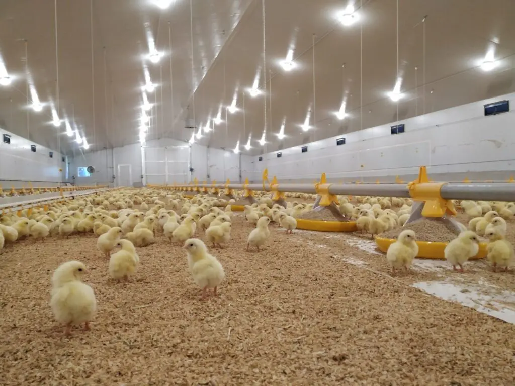 Broiler chicks in a poultry house with LANDMECO automated pan feeding systems on wood shavings.