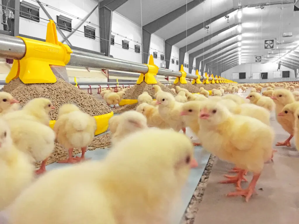 Day-old chicks at a yellow LANDMECO Kick-off pan feeding system in a modern poultry house.