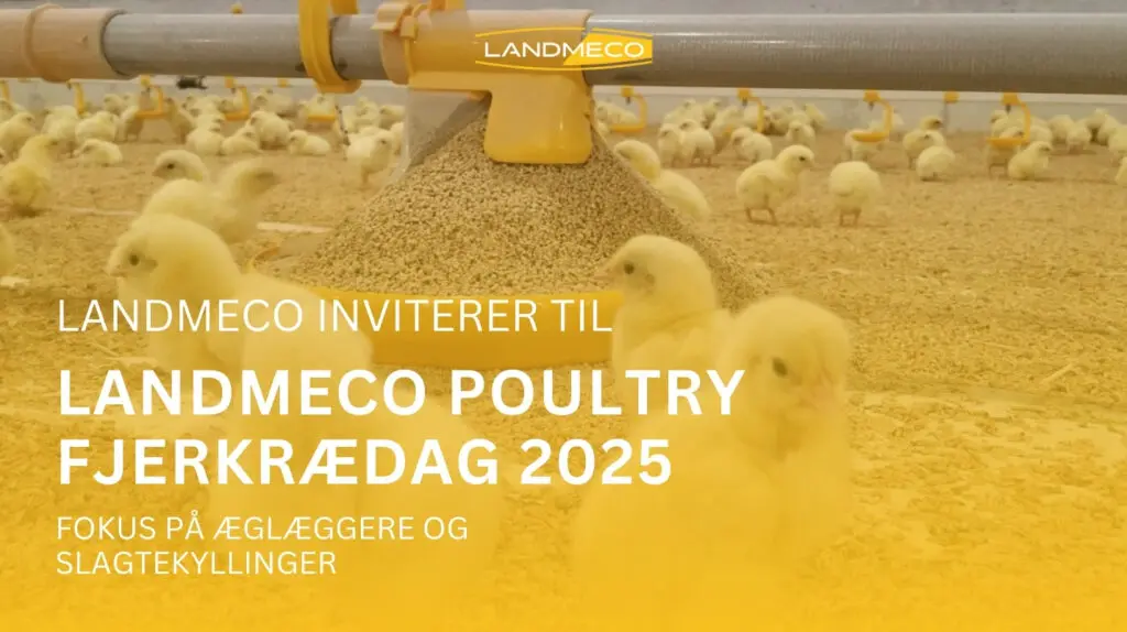 Gule slagtekyllinger ved et LANDMECO Kick-off fodringssystem til invitation til Fjerkrædag 2025.